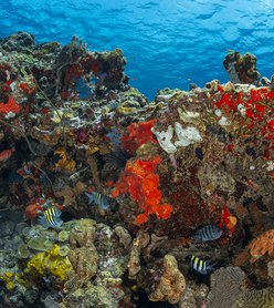Diving in Dominica: A World Class Experience