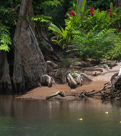 Gliding Through the Jungle: Dominica’s Enchanted Indian River