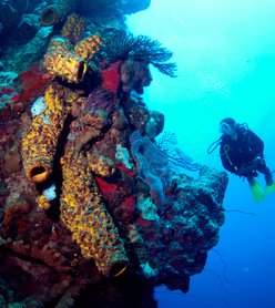 Dive In Our Nature: Five Fabulous Ocean Activities in Dominica